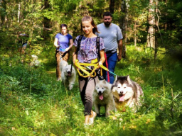 Дог треккинг. Прогулка с хаски  - Подарки в Москве, подарочные сертификаты | интернет-магазин подарков с доставкой