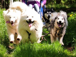 Питомник хаски. Катание на упряжке - Подарки в Москве, подарочные сертификаты | интернет-магазин подарков с доставкой