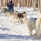 Катание на собачьей упряжке из лаек - Подарки в Москве, подарочные сертификаты | интернет-магазин подарков с доставкой