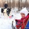 Питомник хаски. Катание на упряжке - Подарки в Москве, подарочные сертификаты | интернет-магазин подарков с доставкой